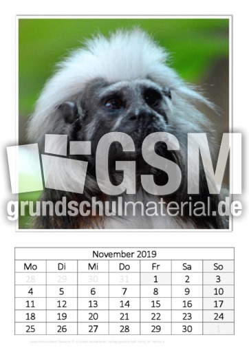 November_Kaiserschnurrbart-Tamarin.pdf